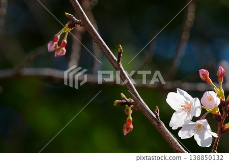 A spring composition depicted by diagonally extending branches and cherry blossoms. 138850132
