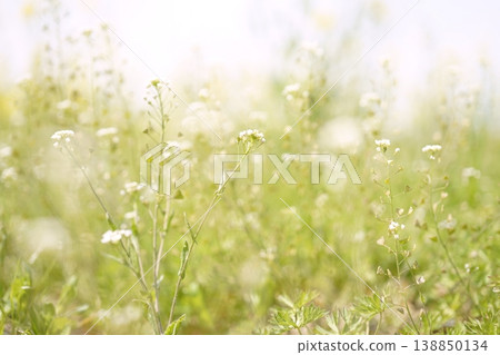 Field, shepherd's purse, capsella Field, shepherd's purse, capsella 138850134