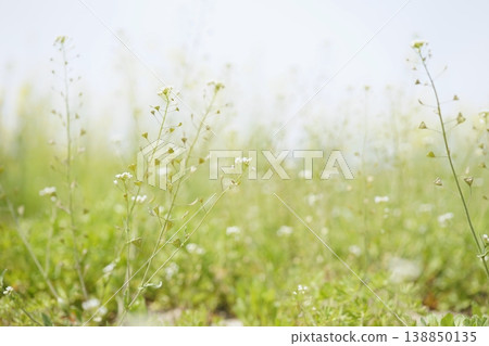 Field, shepherd's purse, capsella Field, shepherd's purse, capsella 138850135