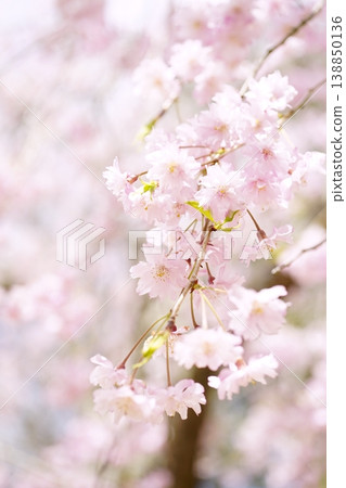Sakura taking spring sunlight Sakura taking spring sunlight 138850136