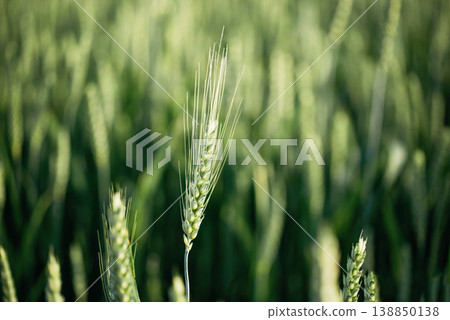 Macro close up of fresh young ears of young green wheat in spring summer field. Macro close up of fresh young ears of young green wheat in spring summer field. 138850138