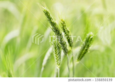 Macro close up of fresh young ears of young green wheat in spring summer field. 138850139