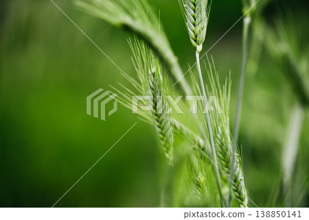 Macro close up of fresh young ears of young green wheat in spring summer field. 138850141
