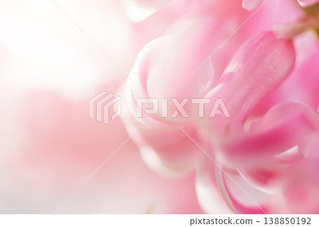 Romantic Pink Floral Background with Petal Texture Romantic Pink Floral Background with Petal Texture 138850192