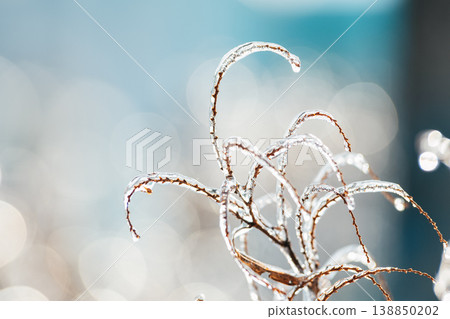 Winter Frost on Branches for Climate and Nature Themes Winter Frost on Branches for Climate and Nature Themes 138850202