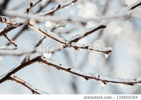 Winter Frost on Branches for Climate and Nature Themes Winter Frost on Branches for Climate and Nature Themes 138850204