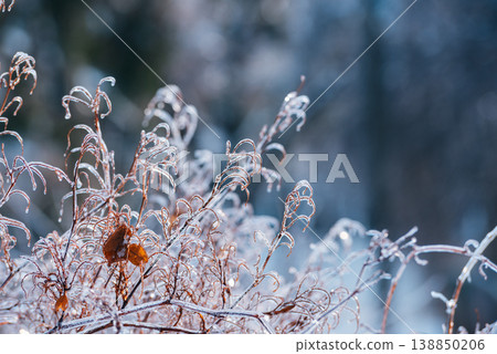 Winter Frost on Branches for Climate and Nature Themes 138850206