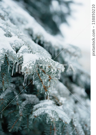 Winter Frost on Branches for Climate and Nature Themes 138850210