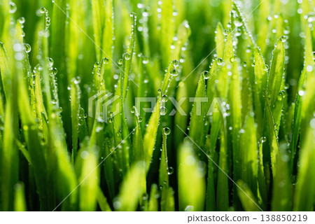 Wet spring green grass backround with dew lawn natural. Wet spring green grass backround with dew lawn natural. 138850219