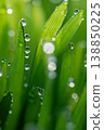 Wet spring green grass background with dew lawn natural. 138850225