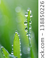 Wet spring green grass background with dew lawn natural. 138850226