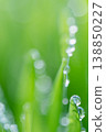 Wet spring green grass background with dew lawn natural. 138850227