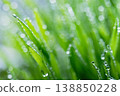 Wet spring green grass background with dew lawn natural. 138850228