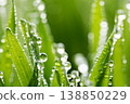 Wet spring green grass background with dew lawn natural. 138850229