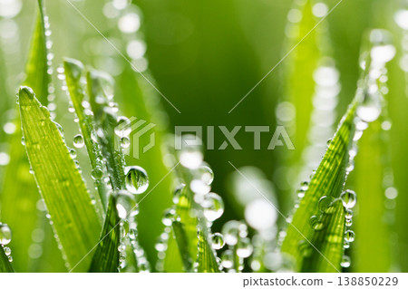 Wet spring green grass background with dew lawn natural. Wet spring green grass background with dew lawn natural. 138850229