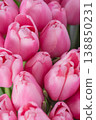Beautiful Bouquet of pink delicate tulips. Spring background. 138850231