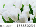 Beautiful Bouquet of white delicate tulips. Spring background. 138850234