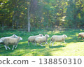 Migratory sheep 138850310