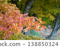 Autumnal colors of autumn leaves 138850324