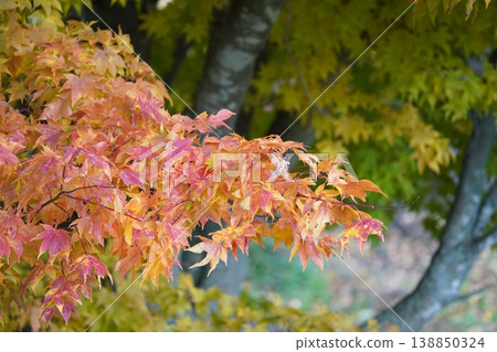Autumnal colors of autumn leaves Autumnal colors of autumn leaves 138850324