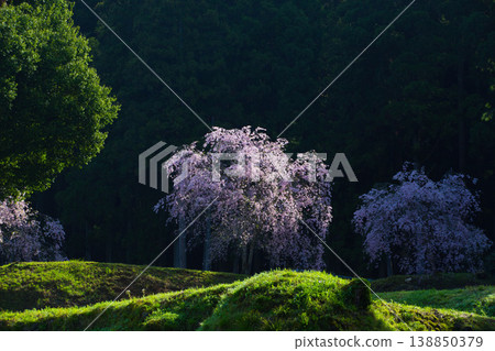 盛開的櫻花沐浴在晨曦中，遠處是條谷朝倉氏遺址。 138850379