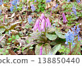 Erythronium buds and Corydalis waiting to bloom 138850440