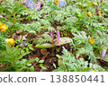 Dogtooth violet, Adonis amurensis, and Corydalis ambigua 138850441