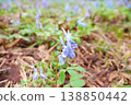 Close-up and distant view of Corydalis ambigua. 138850442