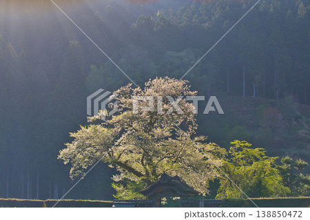盛開的櫻花沐浴在晨曦中，遠處是條谷朝倉氏遺址。 138850472