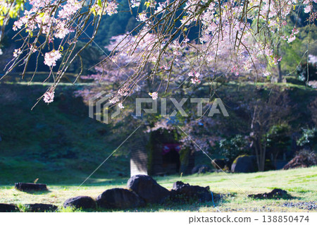 Cherry blossoms in full bloom bathed in the morning sun and the Ichijōdani Asakura Clan Ruins Cherry blossoms in full bloom bathed in the morning sun and the Ichijōdani Asakura Clan Ruins 138850474