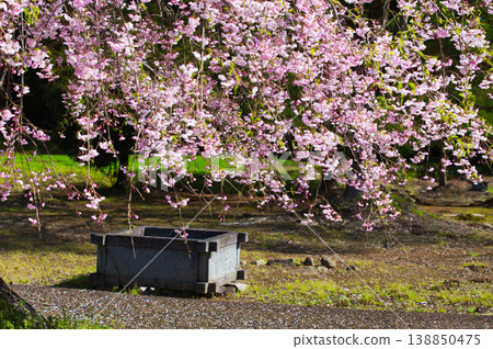 Cherry blossoms in full bloom bathed in the morning sun and the Ichijōdani Asakura Clan Ruins Cherry blossoms in full bloom bathed in the morning sun and the Ichijōdani Asakura Clan Ruins 138850475