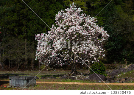 Cherry blossoms in full bloom bathed in the morning sun and the Ichijōdani Asakura Clan Ruins Cherry blossoms in full bloom bathed in the morning sun and the Ichijōdani Asakura Clan Ruins 138850476