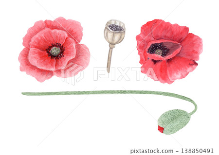 Watercolor red poppy set with flowers, seed pod and stem, hand painted botanical elements isolated on white background. Floral collection for remembrance day, memorial, wedding design, cards and 138850491