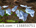 A spring garden where pale blue lacecap hydrangeas are in bloom. 138850751