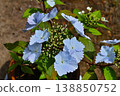 A spring garden where pale blue lacecap hydrangeas are in bloom. 138850752