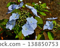 A spring garden where pale blue lacecap hydrangeas are in bloom. 138850753