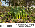 Daffodil leaves before flowering 138850827