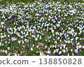 A cluster of crocuses, about 80% in bloom, with white and purple flowers. 138850828