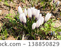 White crocuses are about 80% in bloom. 138850829