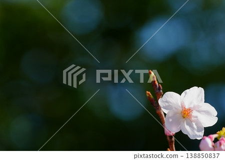 A single cherry blossom and a beautiful bokeh background: a simple composition. A single cherry blossom and a beautiful bokeh background: a simple composition. 138850837