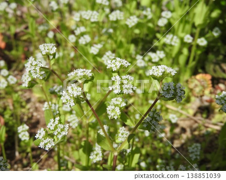 The flowers of the "Nodoshisha" plant, which bloom along roadsides in spring. 138851039