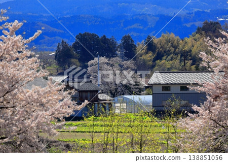 Cherry blossoms of Madonari 138851056