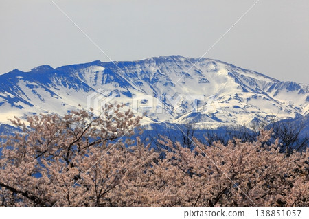 Madonari的櫻花 138851057