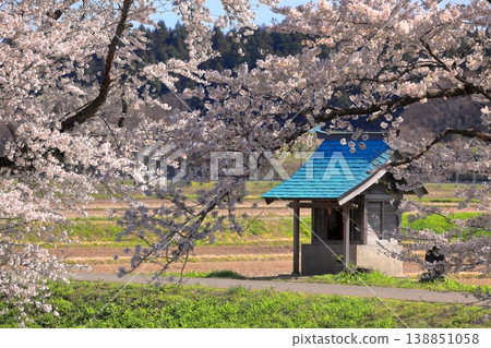 Madonari的櫻花 138851058