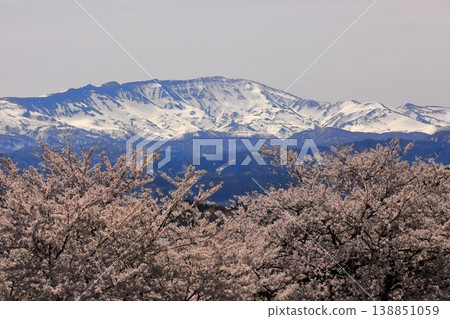 Madonari的櫻花 138851059