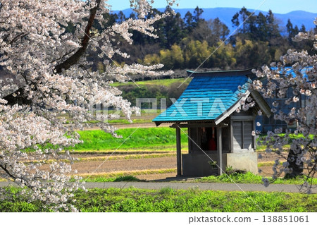 Madonari的櫻花 138851061