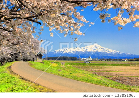 Madonari的櫻花 138851063