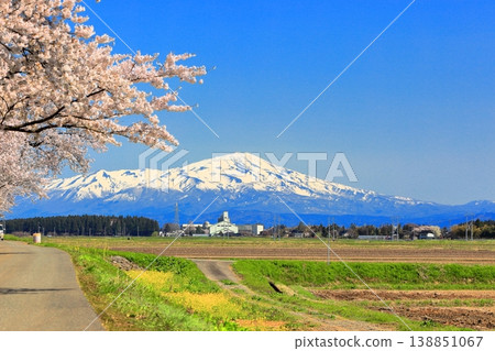Cherry blossoms of Madonari 138851067
