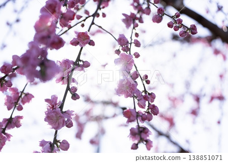 A beautiful seasonal scene where branches are covered in pink plum blossoms, announcing the arrival of spring. A beautiful seasonal scene where branches are covered in pink plum blossoms, announcing the arrival of spring. 138851071