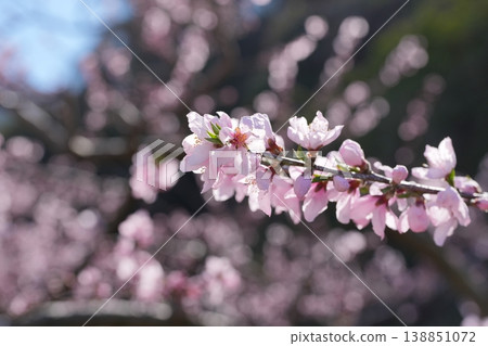 A beautiful scene of peach blossoms in full bloom, bathed in the soft sunlight of early spring. 138851072